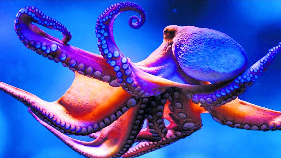 Octopus Intelligence V Artificial Intelligence – Dr Liz Miller